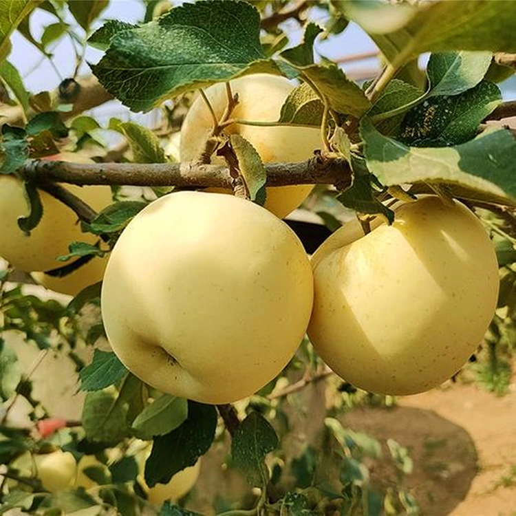 Təzə qızılı dadlı almalar