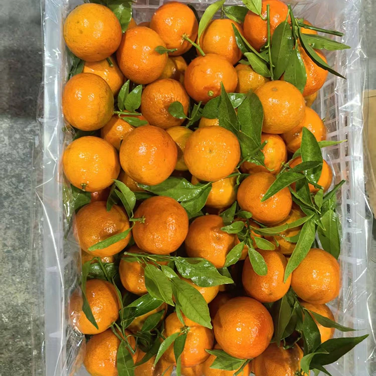 Təzə Maşui Mandarin