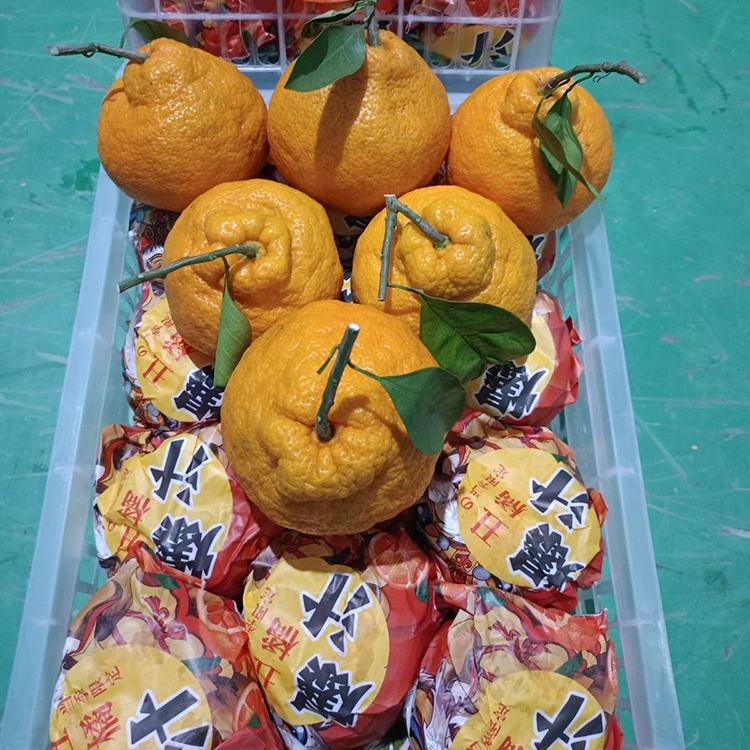 Təzə Şiranui Mandarin