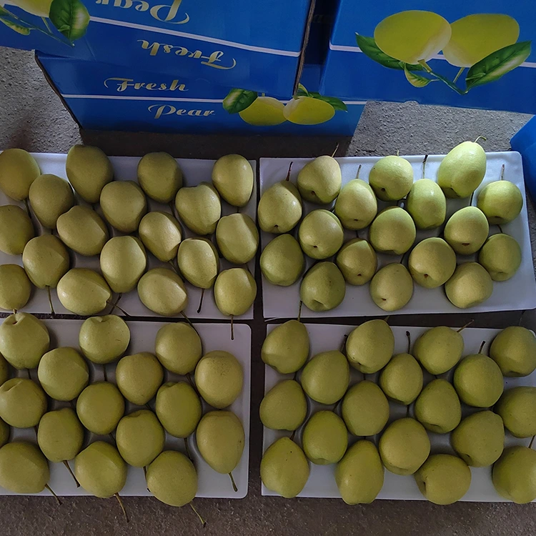 Naturally Sweet Shandong Pears