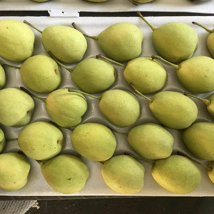 Naturally Sweet Shandong Pears