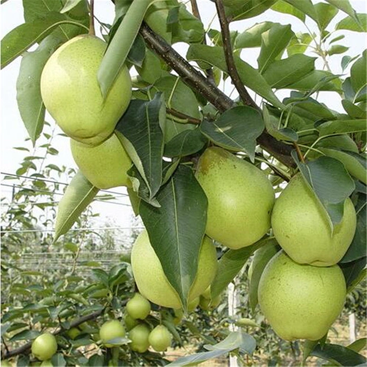 Naturally Sweet Shandong Pears