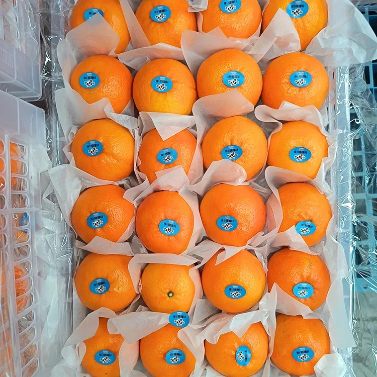 Premium Təzə Şirin Voqan Mandarinləri