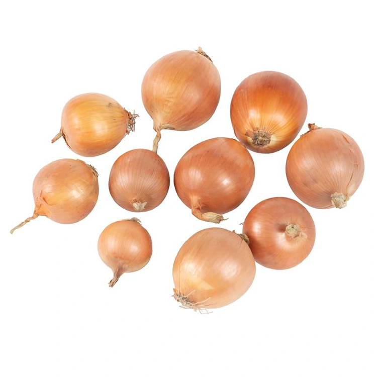 Premium təzə sarı soğan