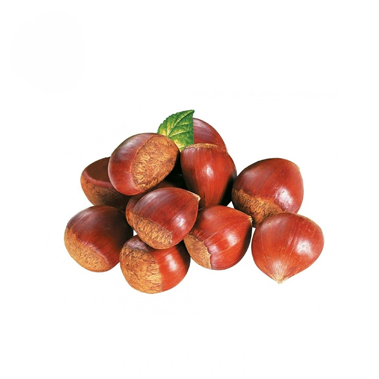 Premium Keyfiyyətli Şabalıd