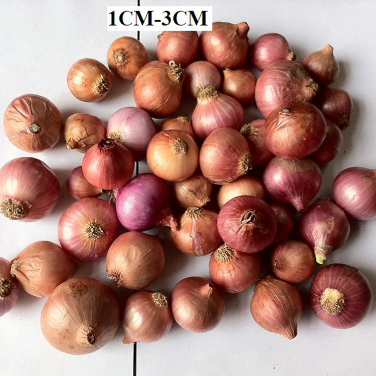 Seçilmiş Təzə Kiçik İnci Soğan