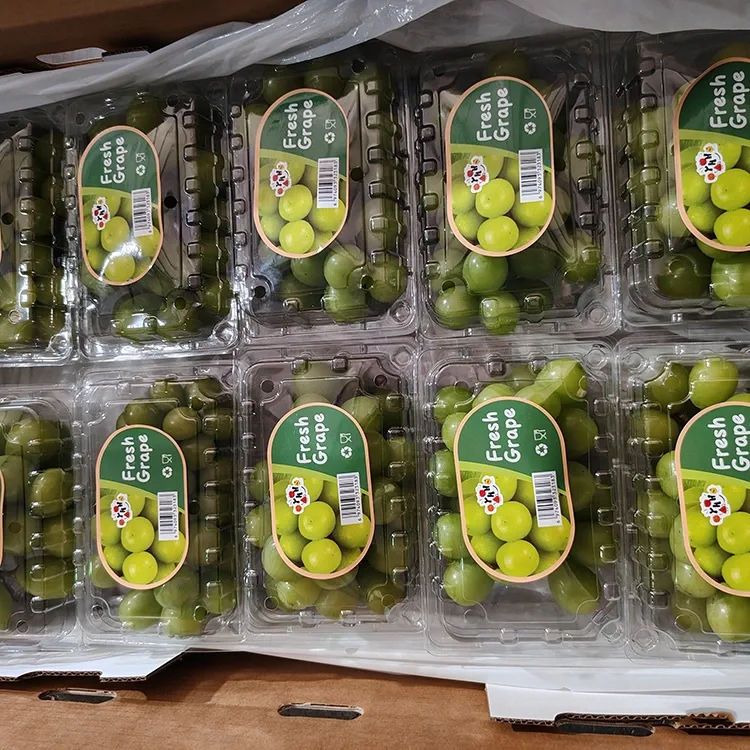 Seçilmiş Fresh Shine Muscat Üzümü
